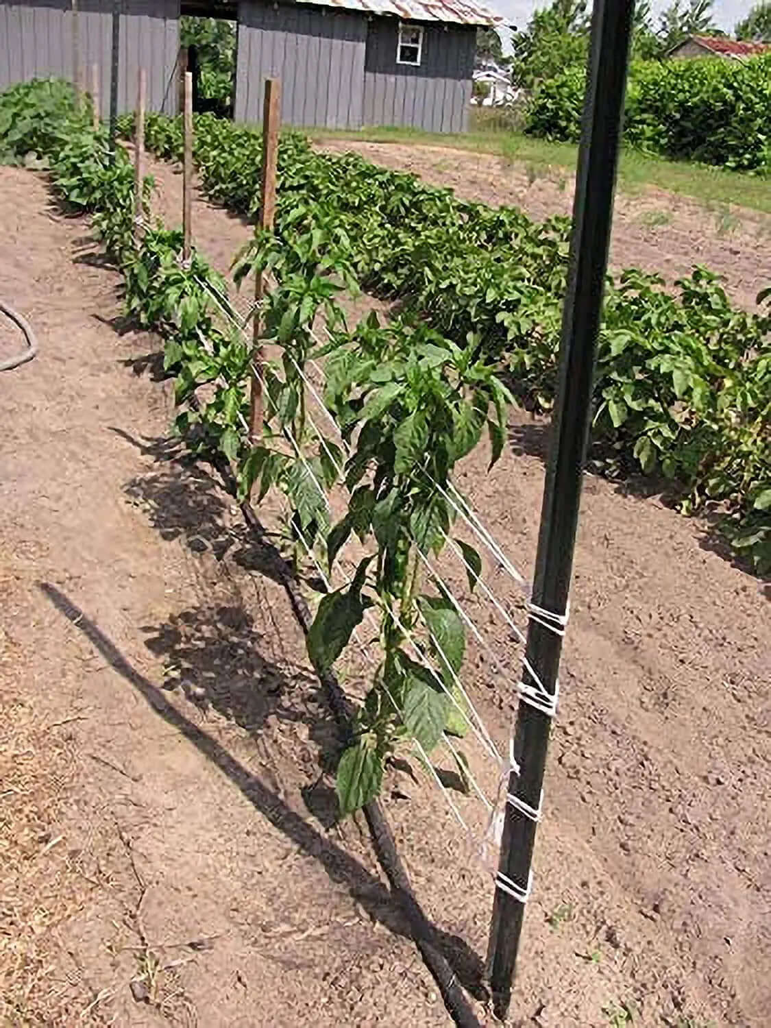 6300FT Premium Tomato Tying Garden Twine-Allen Cozy Haven Store
