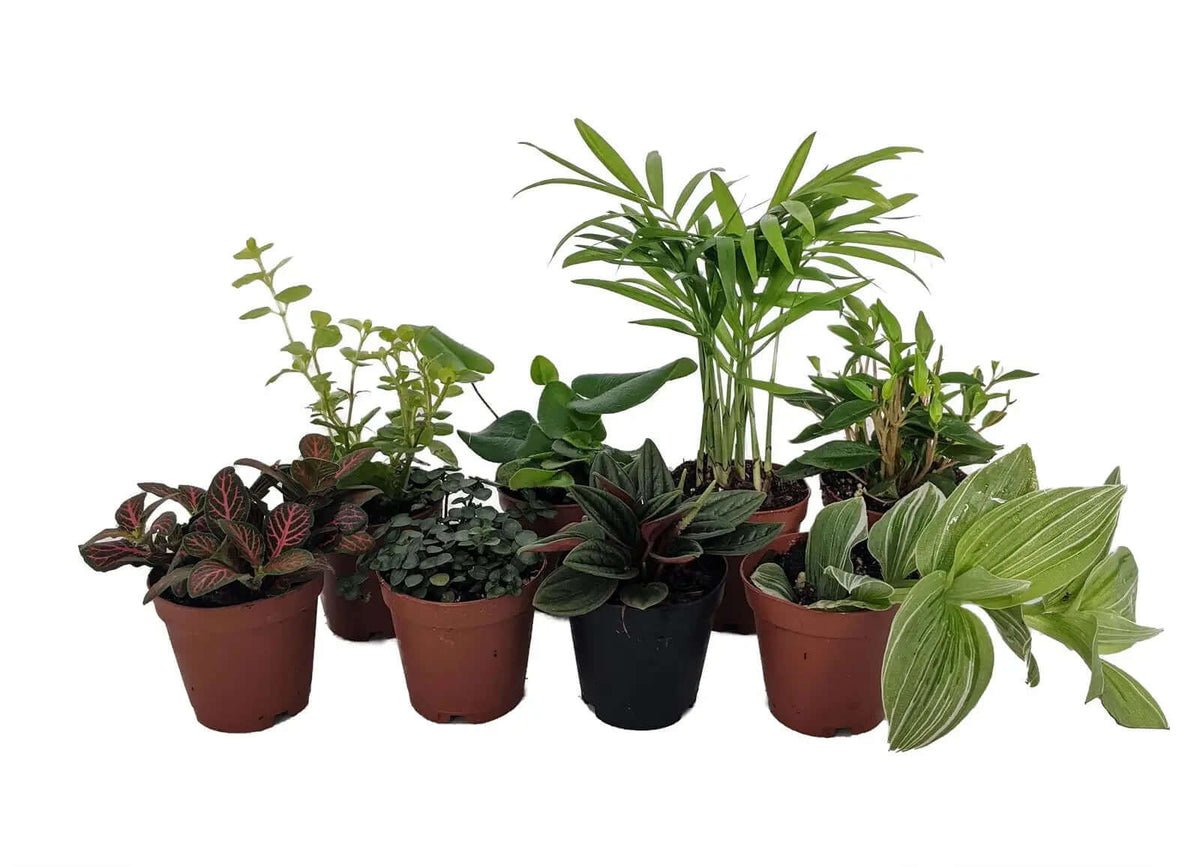 fairy garden terrarium plants Assorted Terrarium and Fairy Garden Plants – Allen Cozy Haven Store