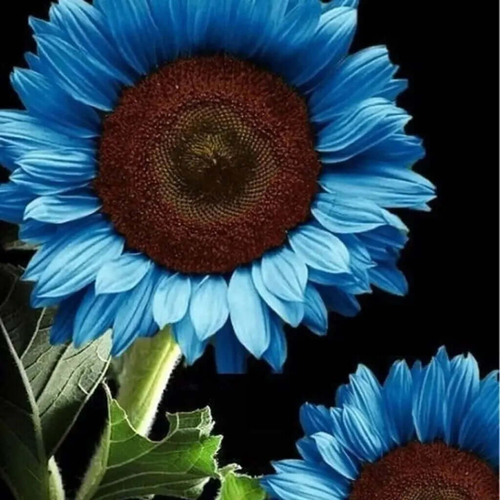 35 Organic Blue Sunflower Seeds- colorful bonsai flower seeds. – Allen Cozy  Haven Store