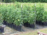 6300FT Premium Tomato Tying Garden Twine-Allen Cozy Haven Store