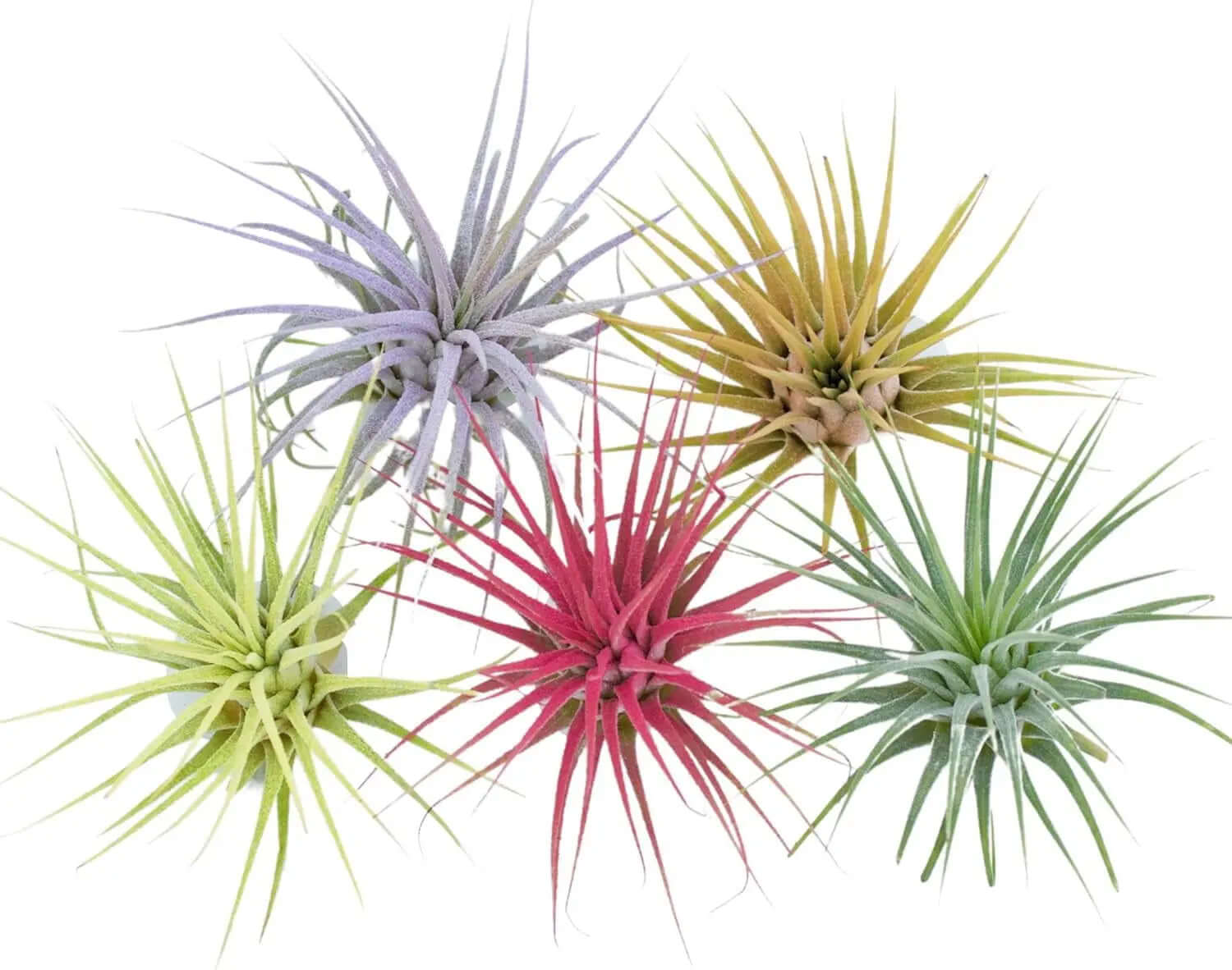 enhanced air plants Color Enhanced Live Air Plants Tillandsia Ionantha Guatemala 2-3 Inch –  Allen Cozy Haven Store