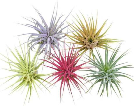 Color Enhanced Live Air Plants - Tillandsia Ionantha Guatemala (2-3 Inch) - Multicolored Fairy Garden and Terrarium Accessories (5 Pack)-Allen Cozy Haven Store