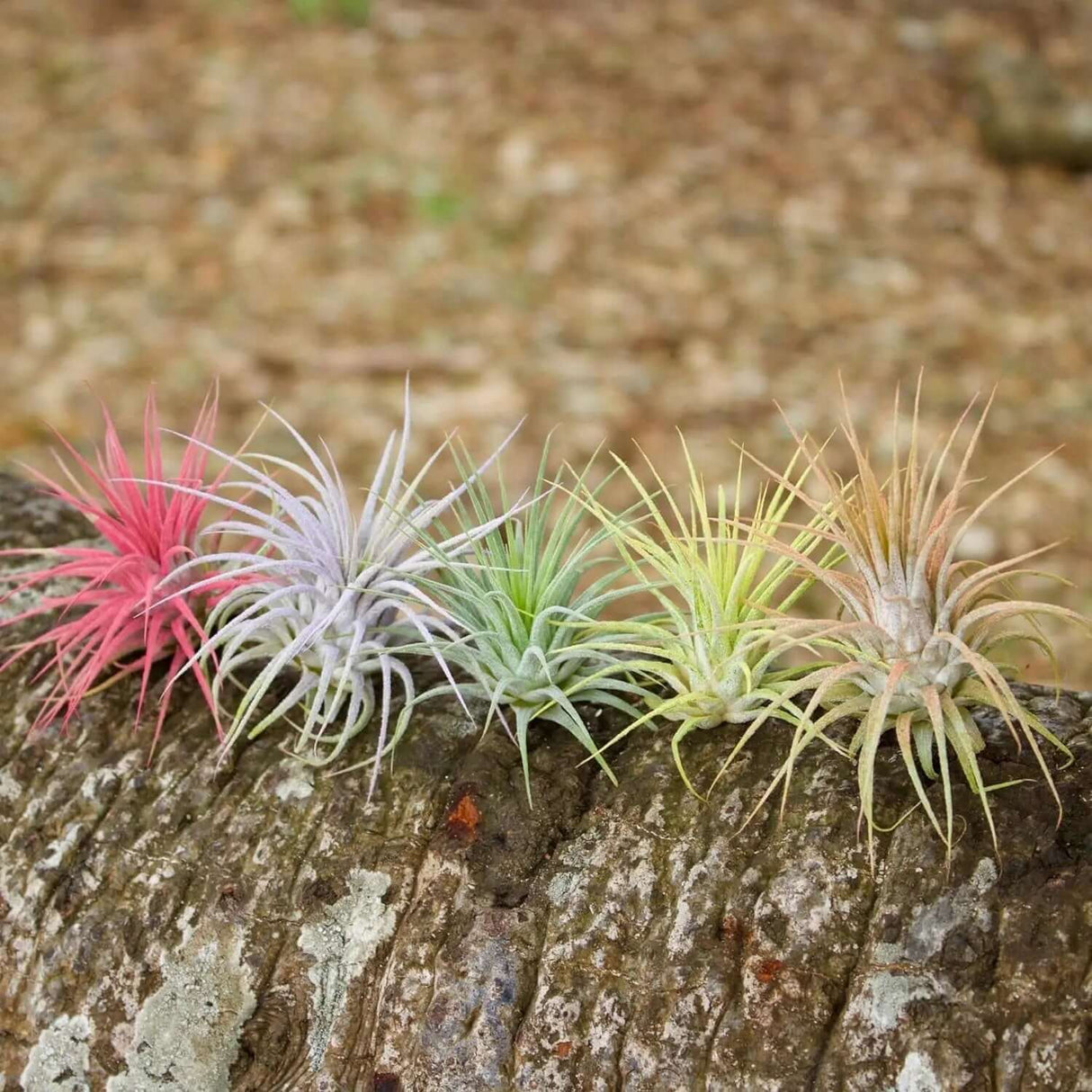 enhanced air plants Color Enhanced Live Air Plants Tillandsia Ionantha Guatemala 2-3 Inch –  Allen Cozy Haven Store
