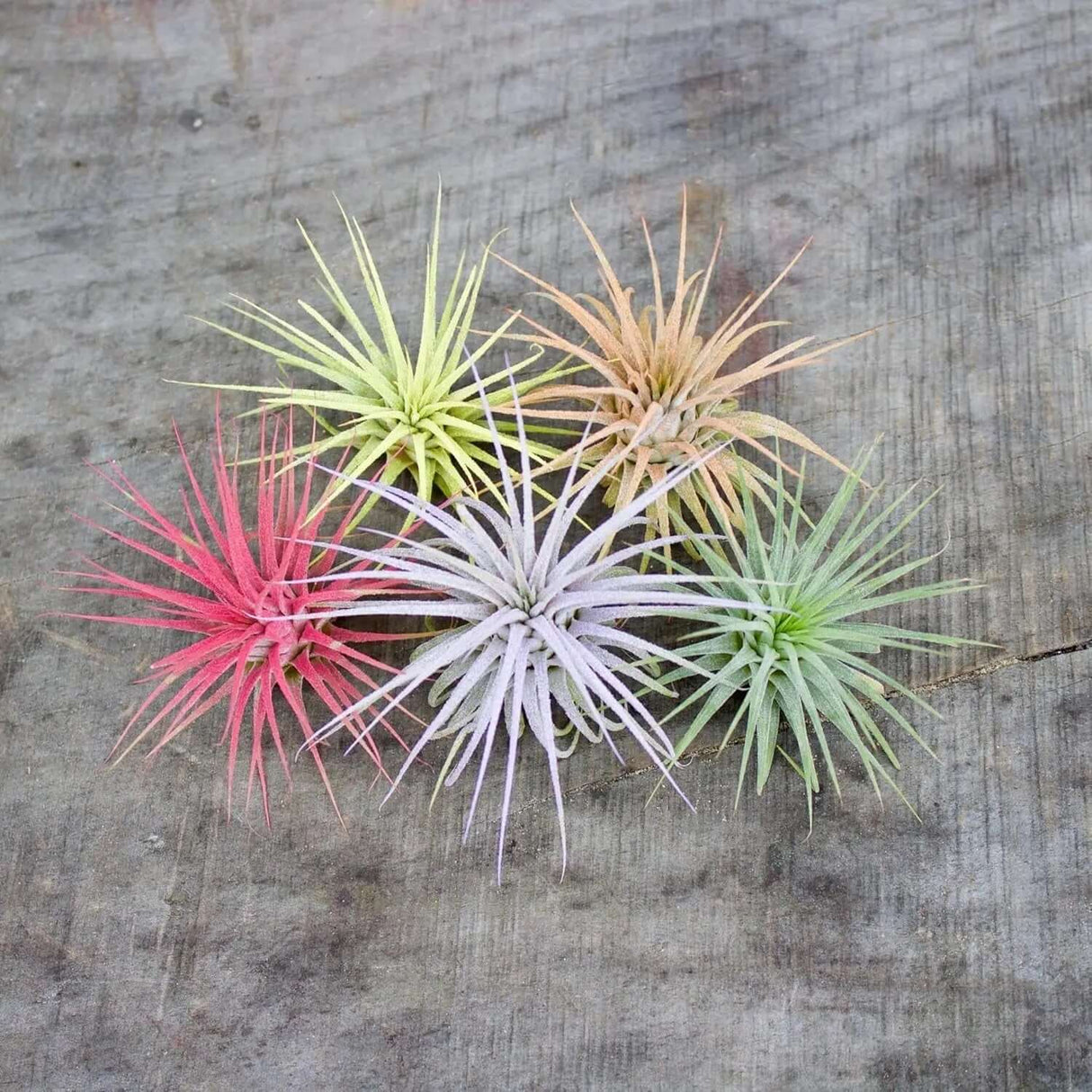 air plant fairy garden Color Enhanced Live Air Plants Tillandsia Ionantha Guatemala 2-3 Inch –  Allen Cozy Haven Store